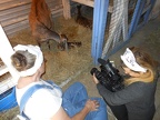 filming  goat birthing